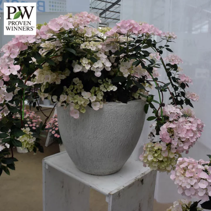 素敵な紫陽花が欲しい