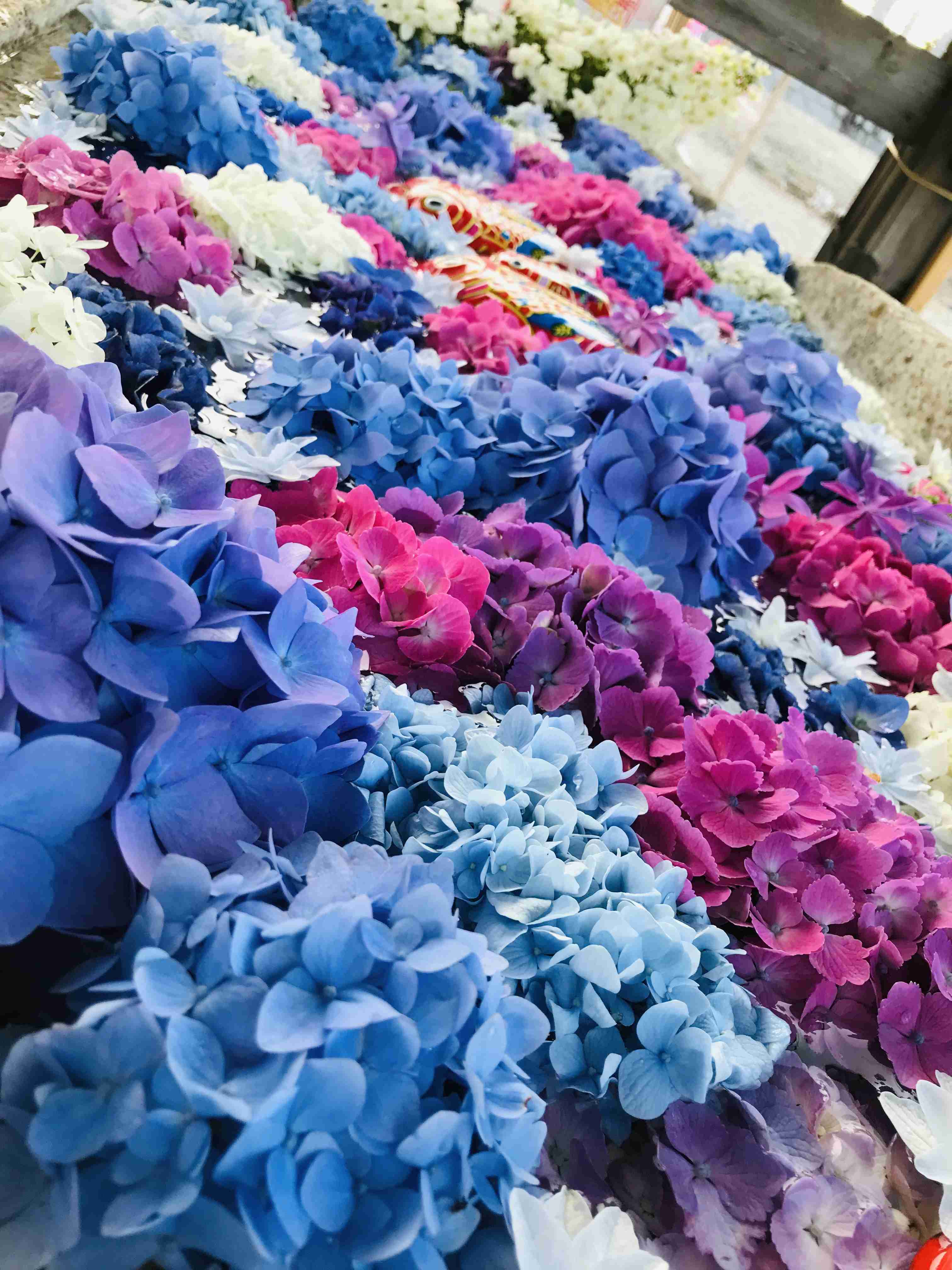 素敵な紫陽花が欲しい