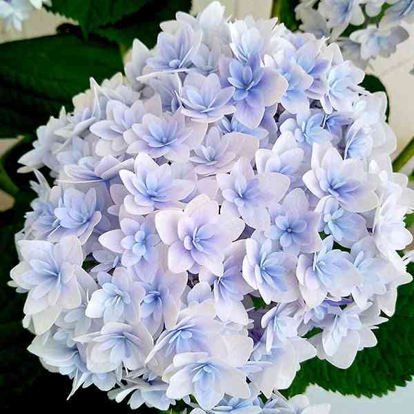 素敵な紫陽花が欲しい