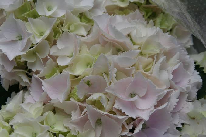 素敵な紫陽花が欲しい