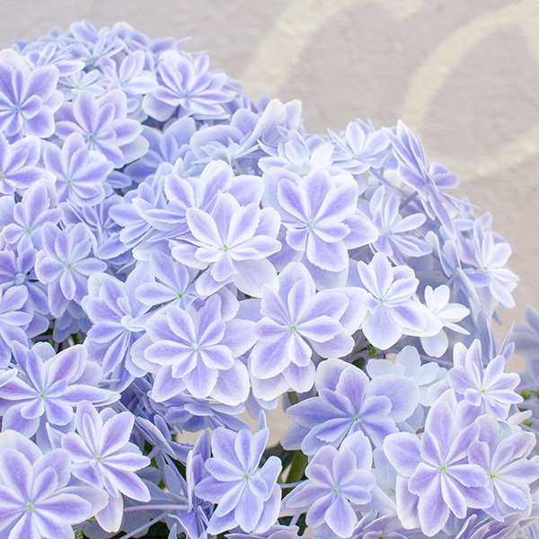 素敵な紫陽花が欲しい