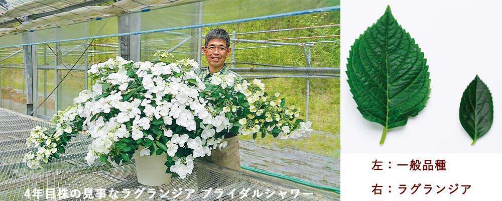 素敵な紫陽花が欲しい
