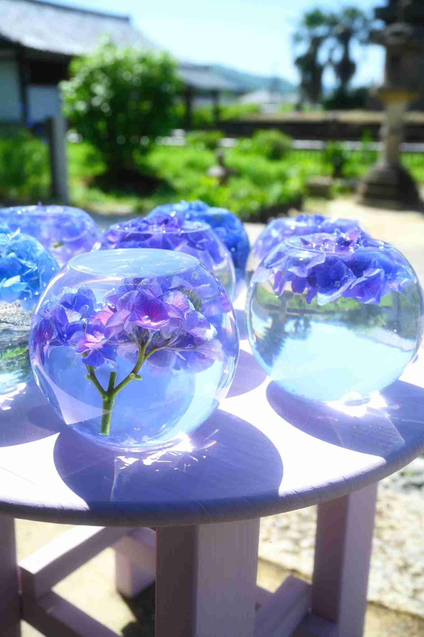 素敵な紫陽花が欲しい