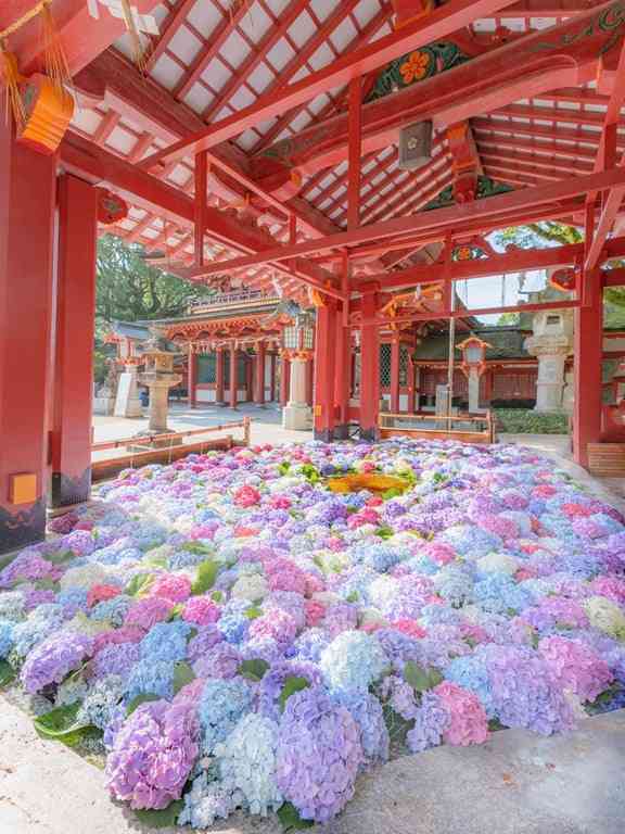 素敵な紫陽花が欲しい