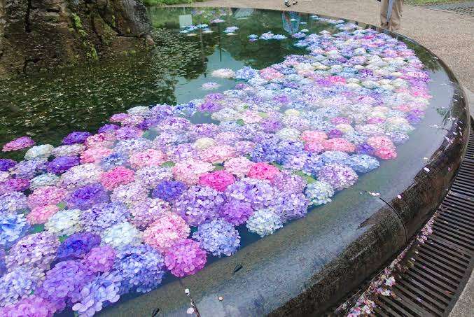 素敵な紫陽花が欲しい