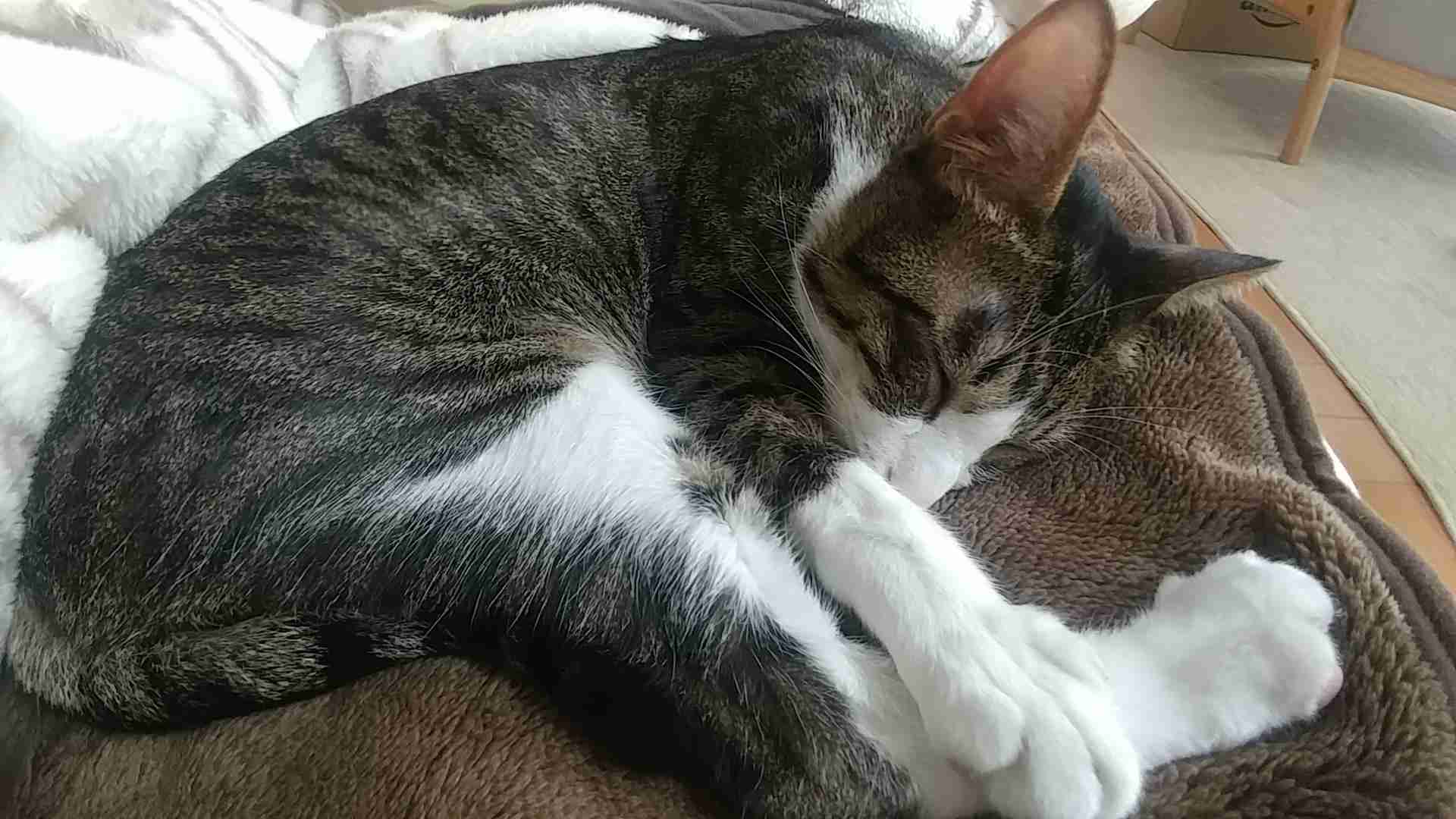 【LINEみたいに】あまり内容のないやり取り【雑談】