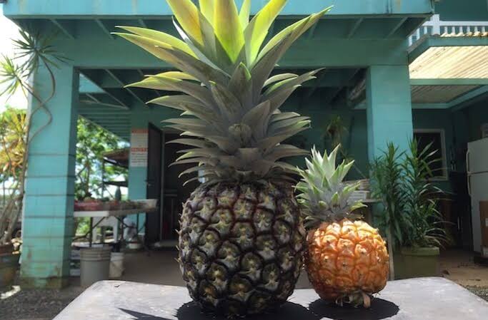 パイナップル🍍好きな人