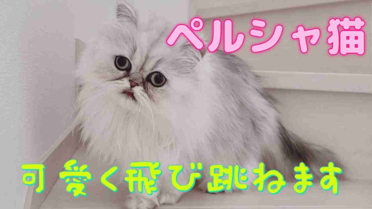 ペット系YouTuberについて語りたい　Part5