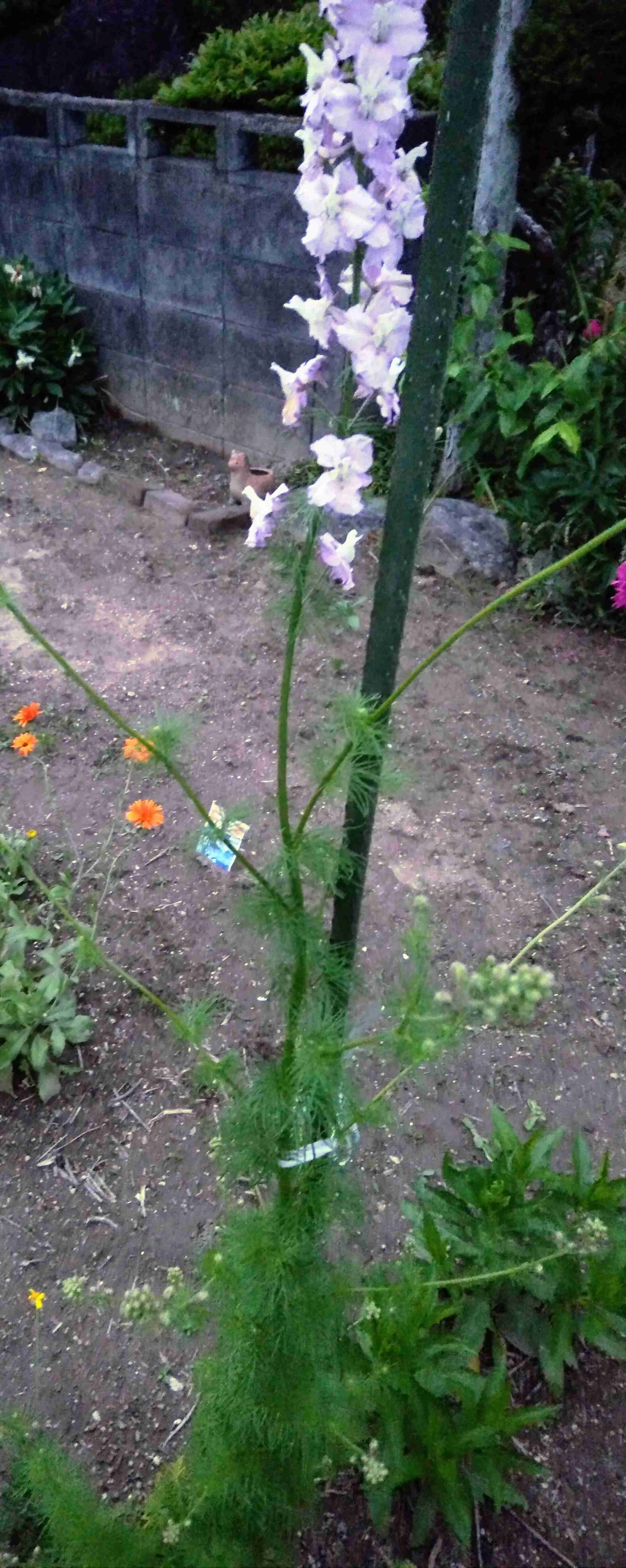 【ガーデニング】ガルちゃん園芸部【花・植物】part.13