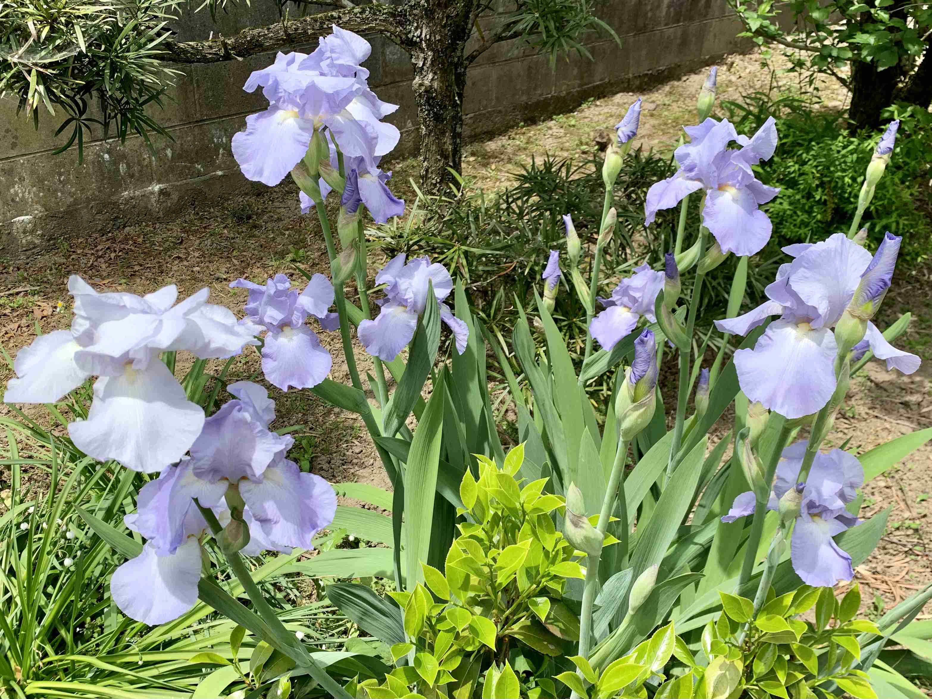 【ガーデニング】ガルちゃん園芸部【花・植物】part.13