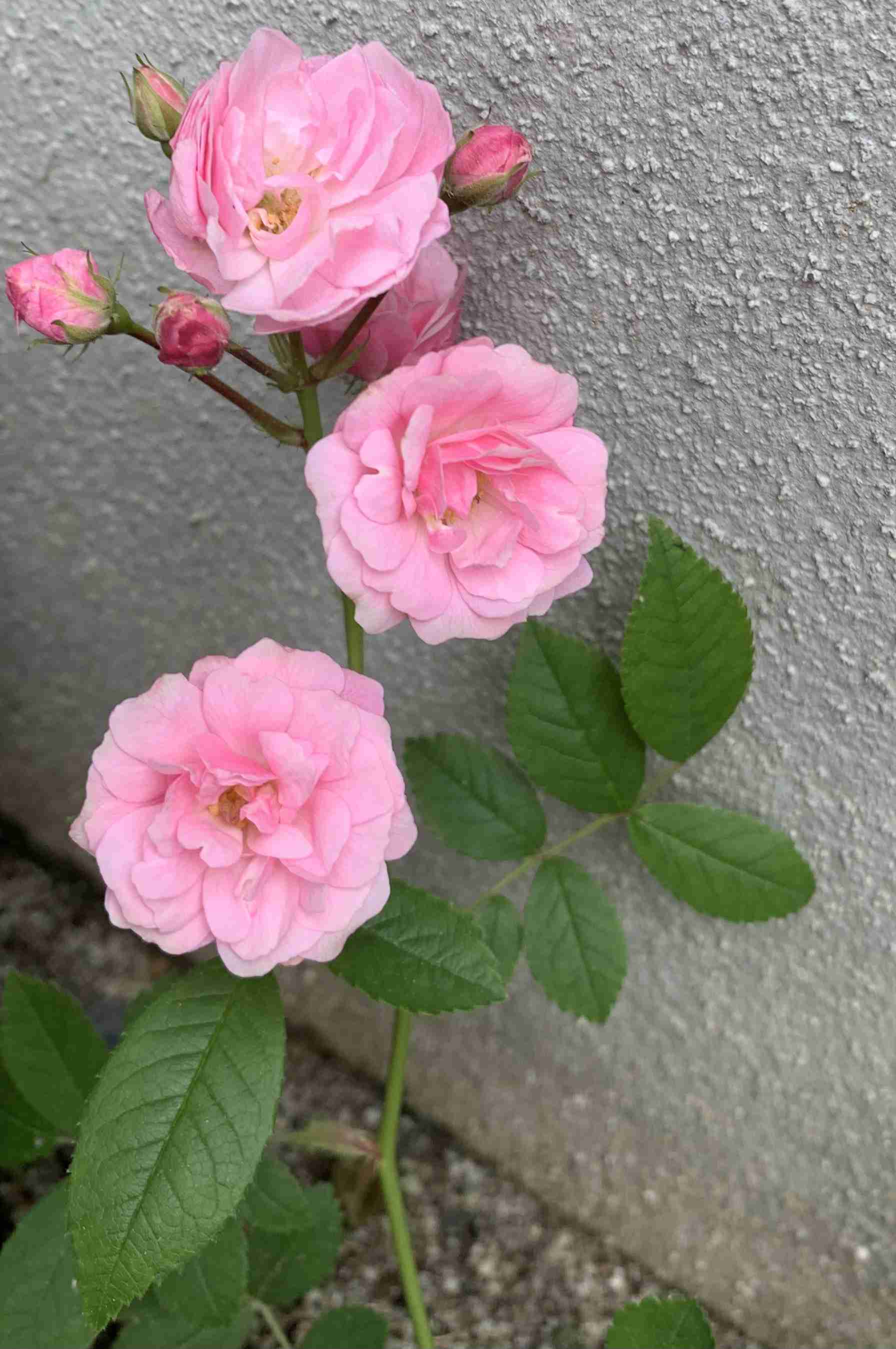 【ガーデニング】ガルちゃん園芸部【花・植物】part.13
