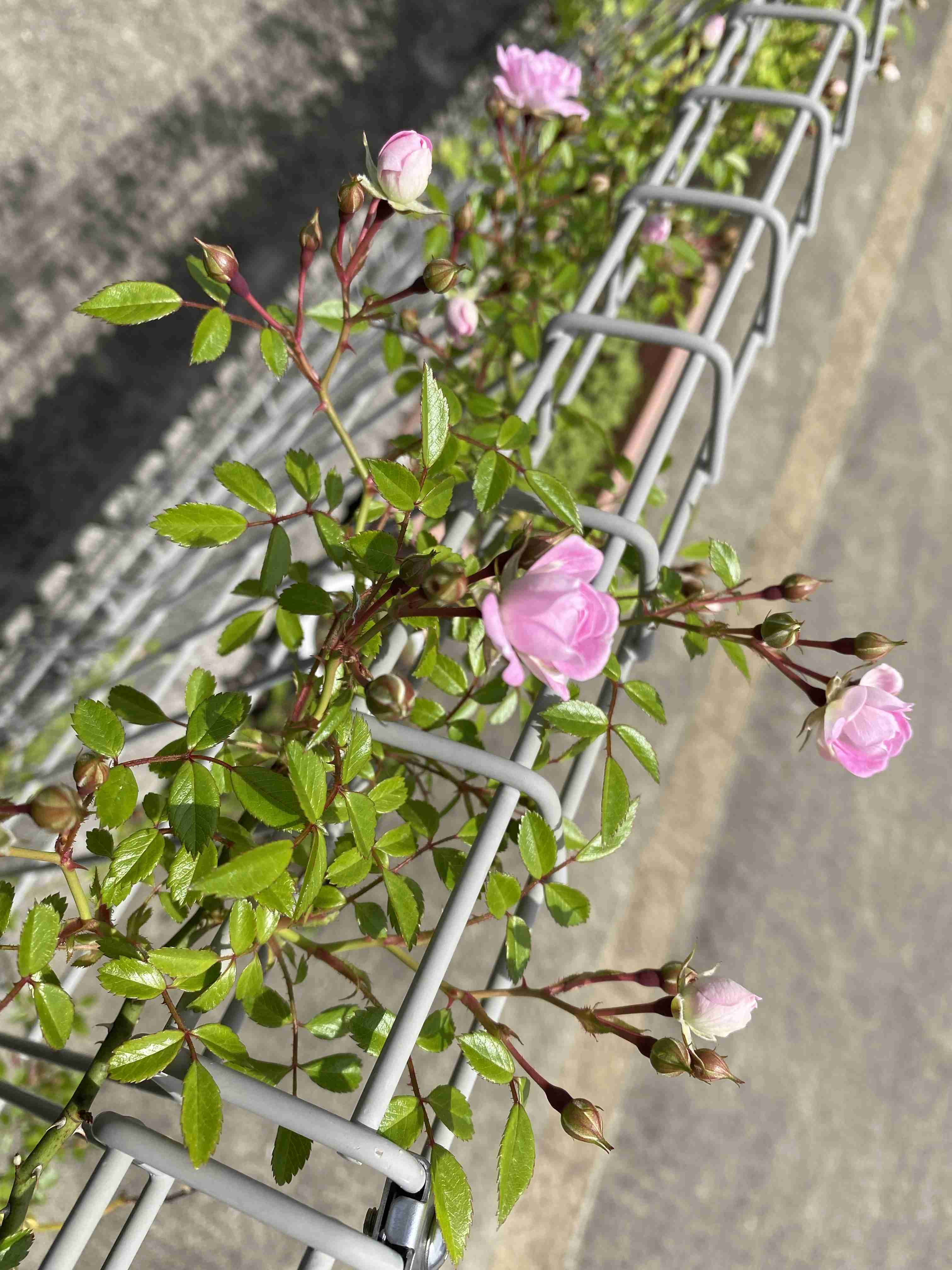 【ガーデニング】ガルちゃん園芸部【花・植物】part.13
