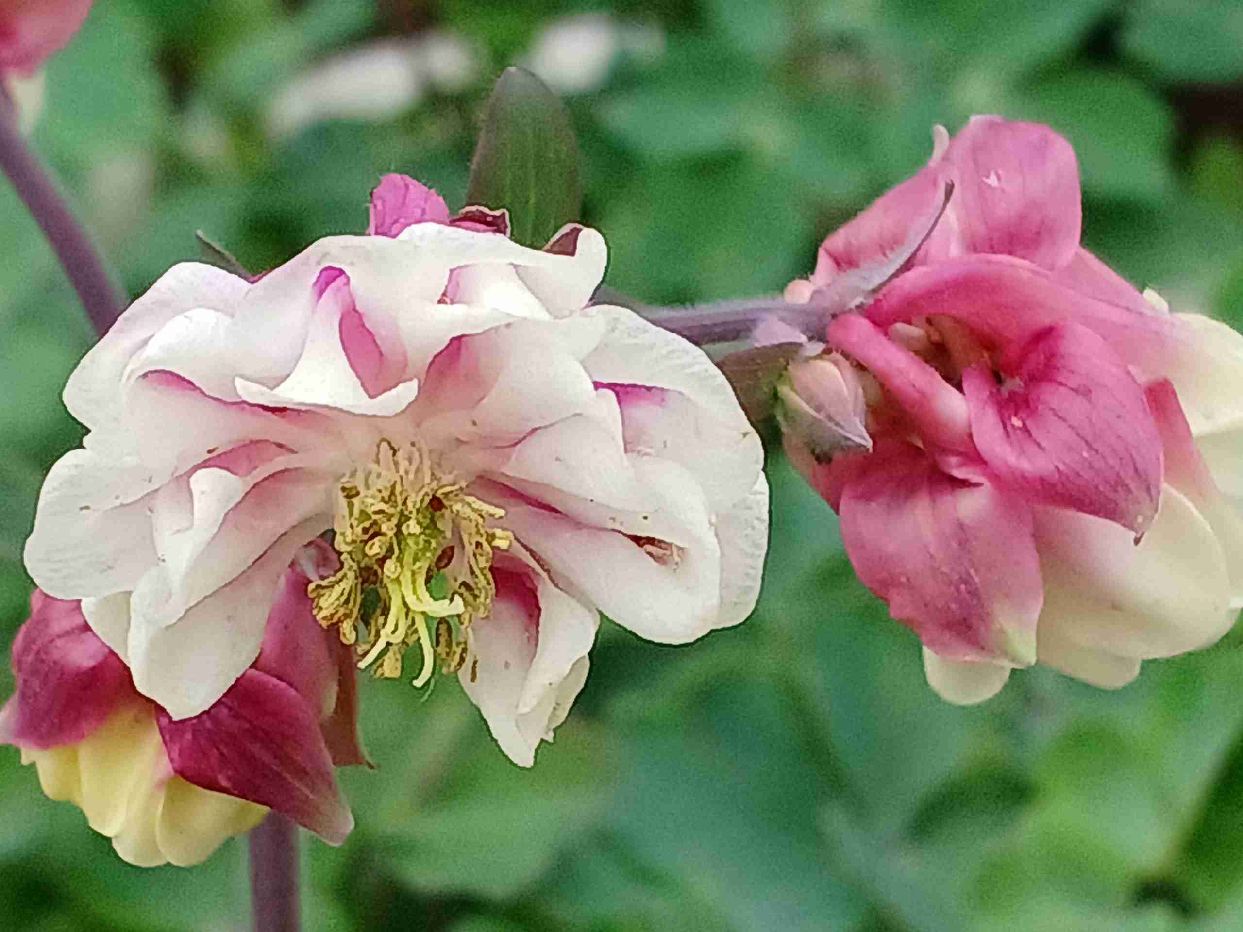 【ガーデニング】ガルちゃん園芸部【花・植物】part.13
