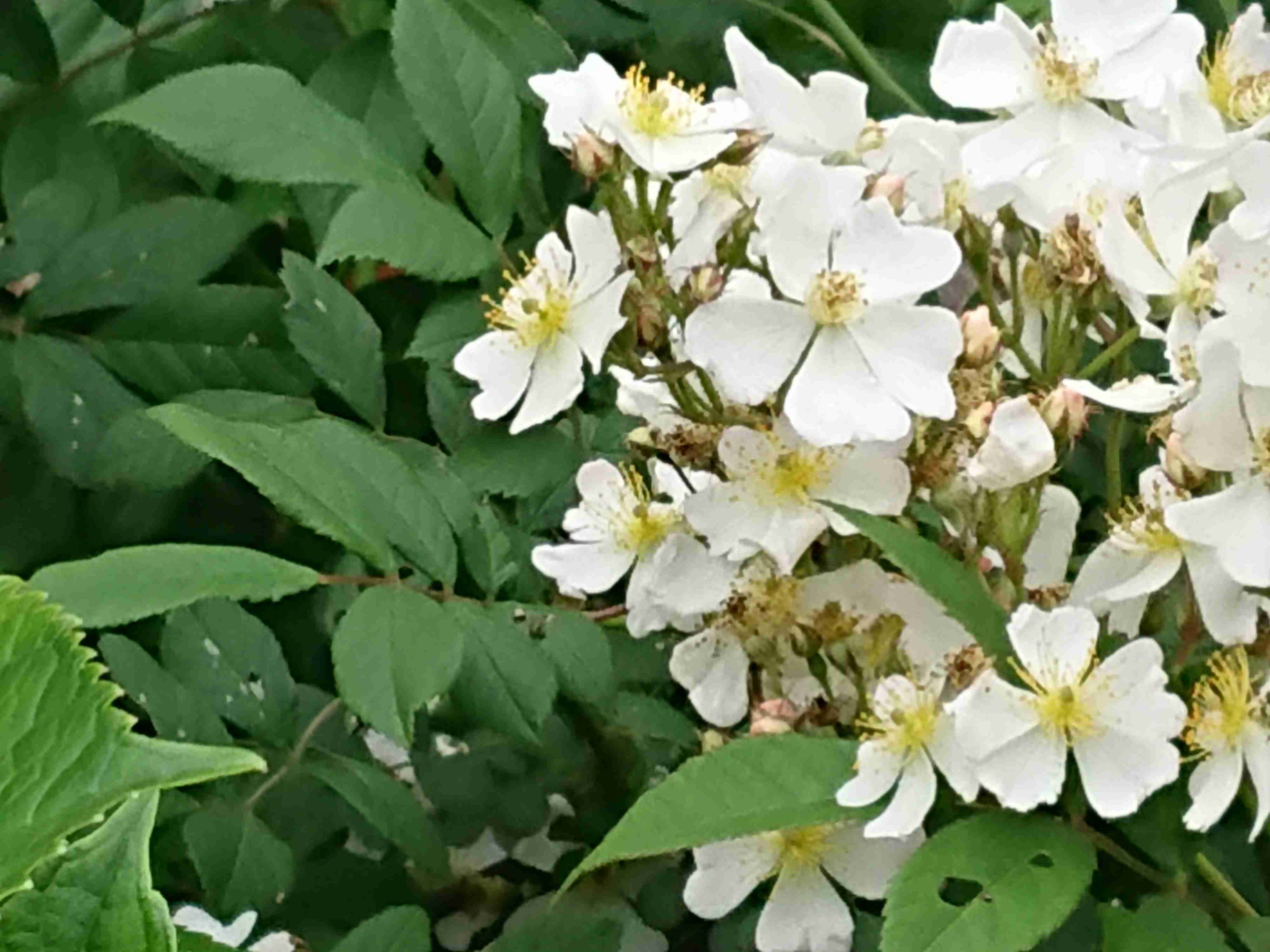 【ガーデニング】ガルちゃん園芸部【花・植物】part.13