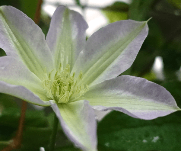 【ガーデニング】ガルちゃん園芸部【花・植物】part.13