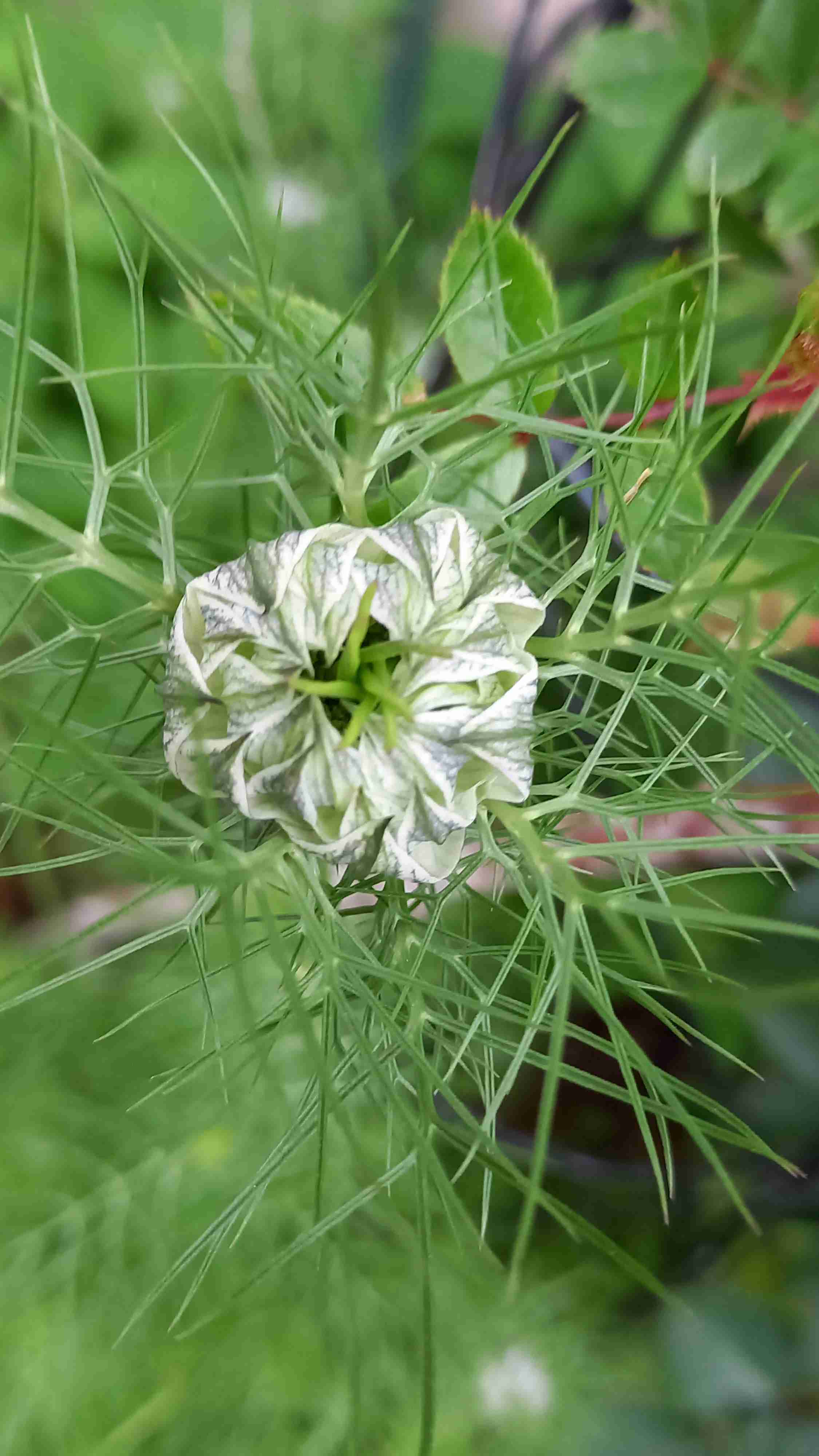 【ガーデニング】ガルちゃん園芸部【花・植物】part.13