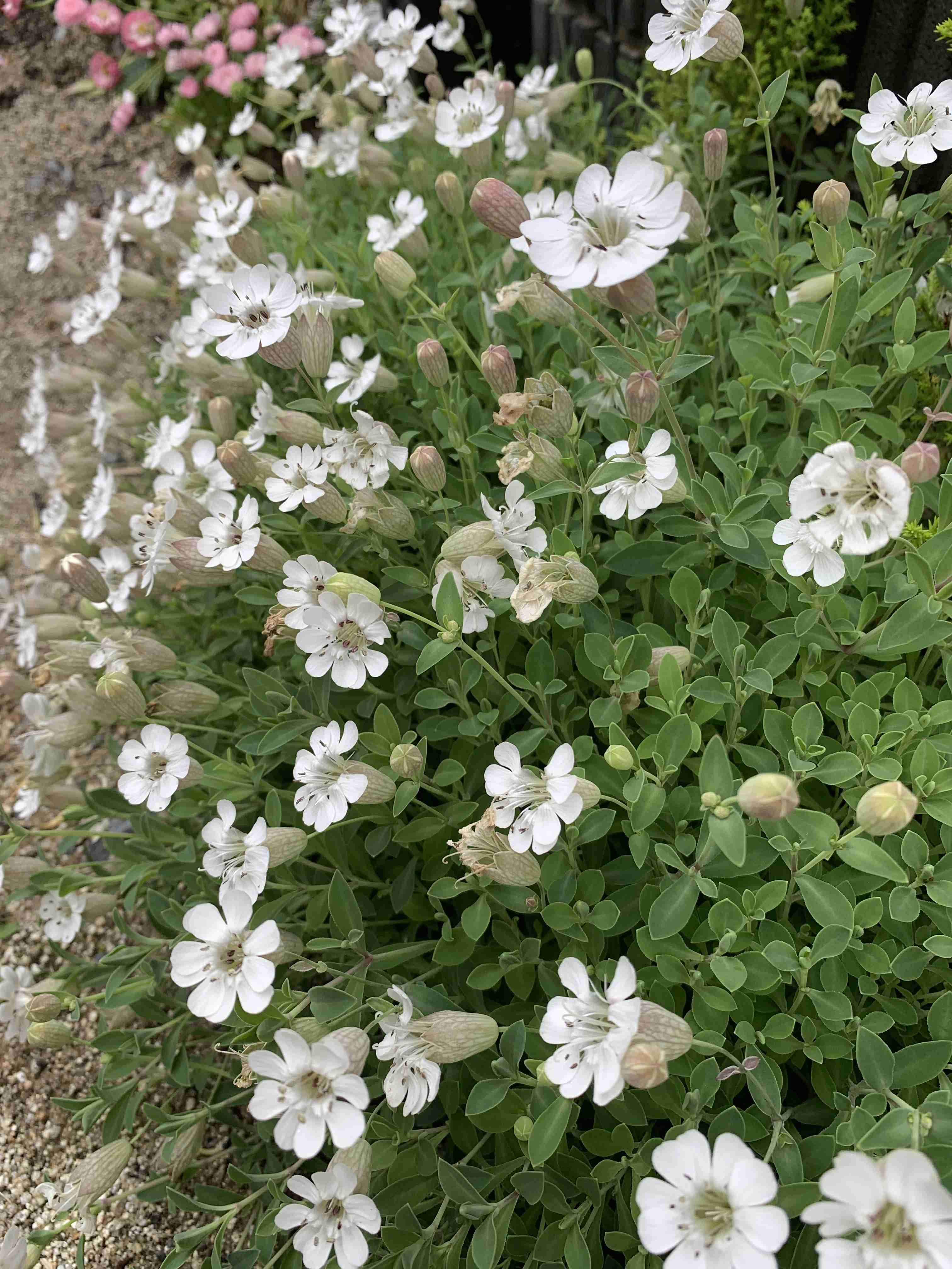 【ガーデニング】ガルちゃん園芸部【花・植物】part.13
