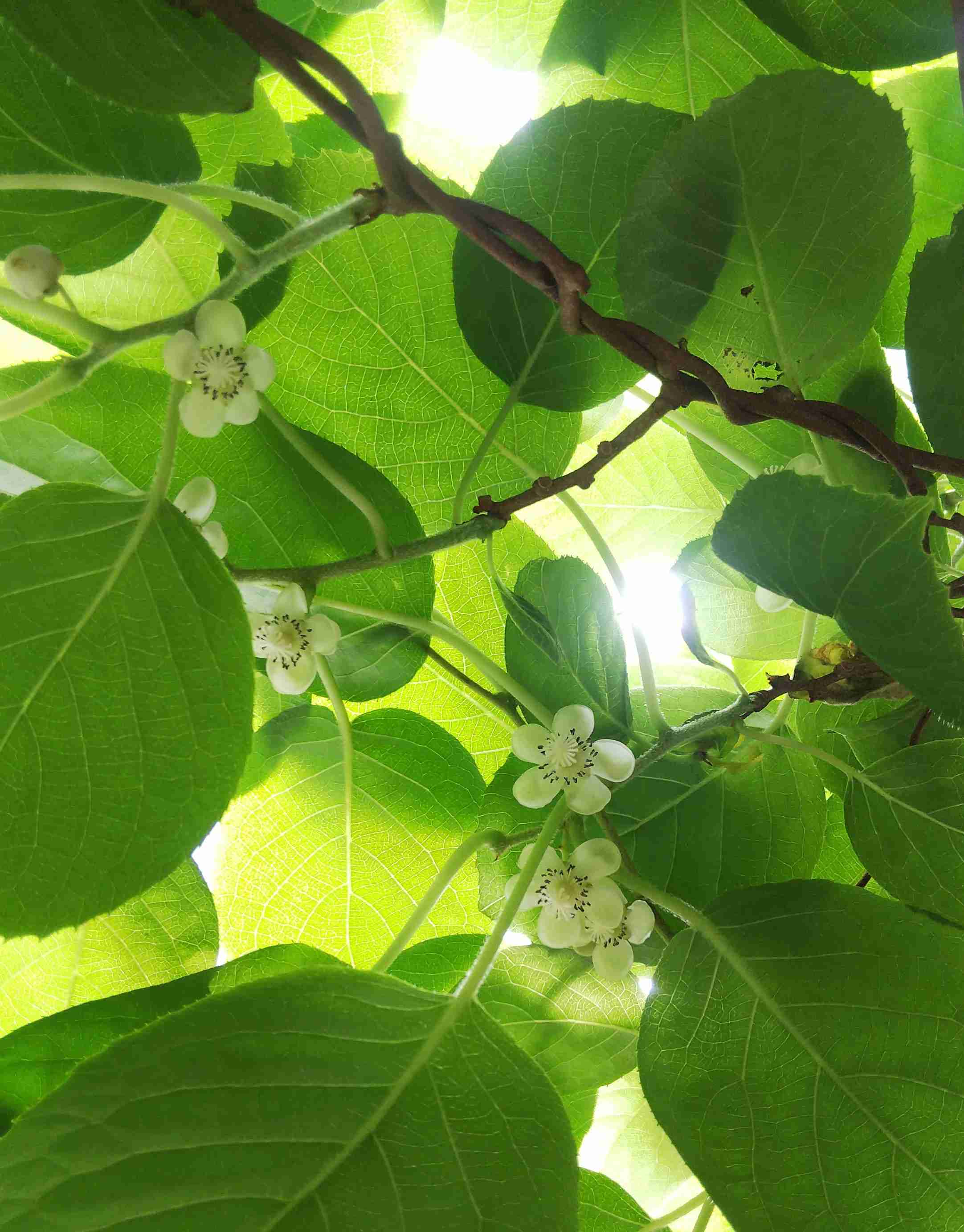 【ガーデニング】ガルちゃん園芸部【花・植物】part.13