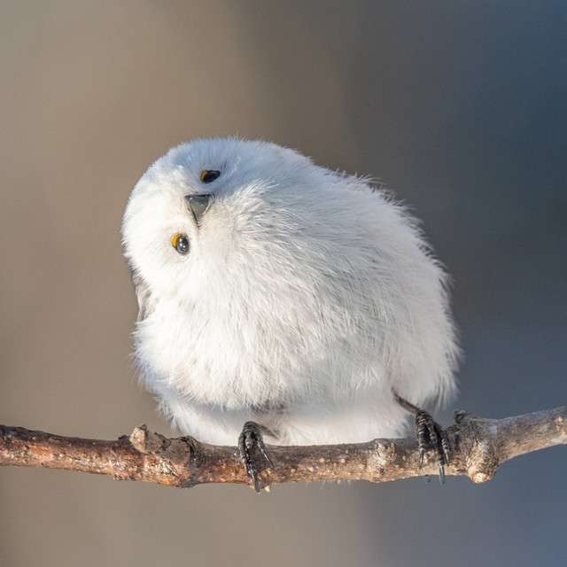 愛鳥週間🦜