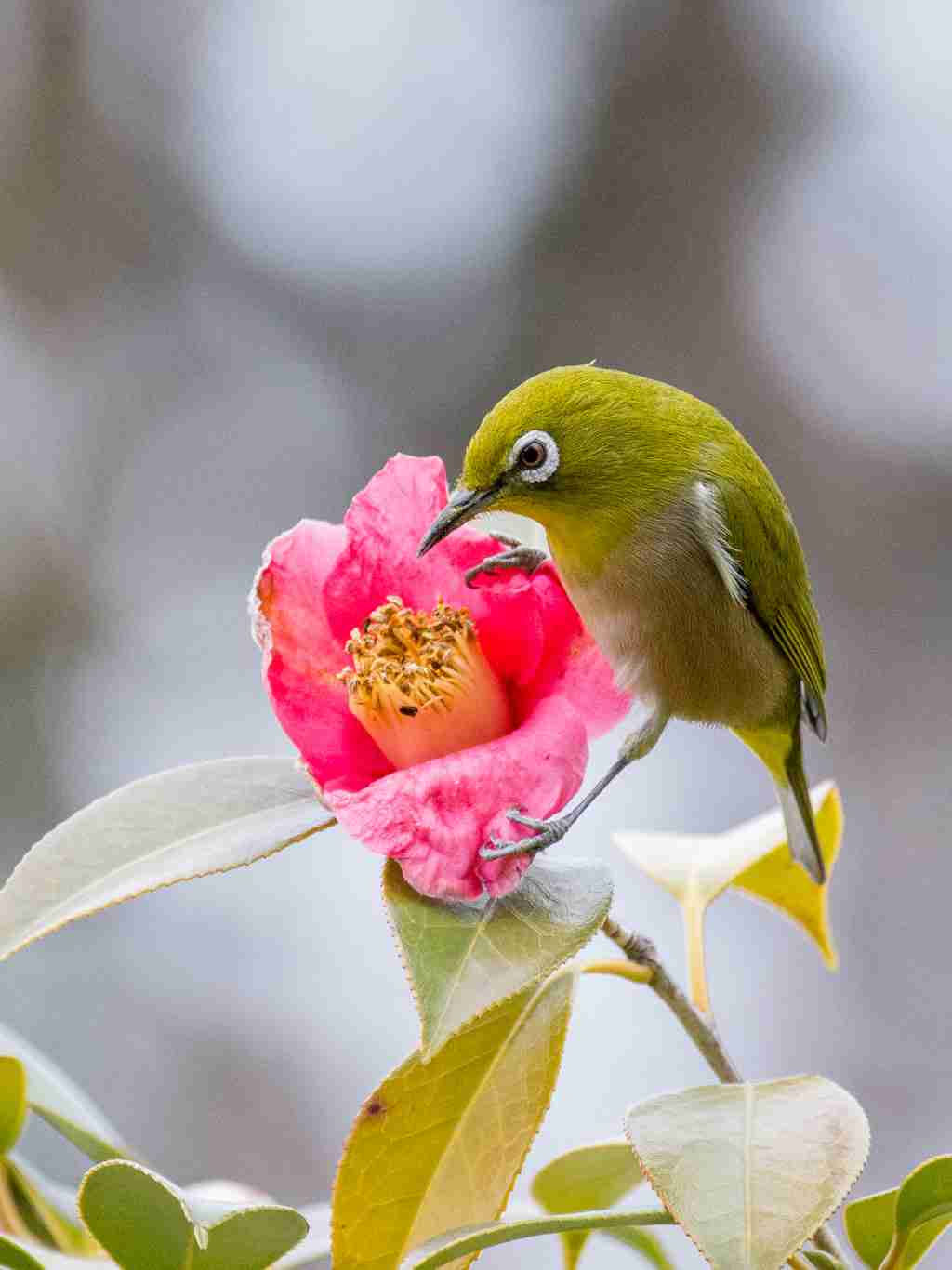 愛鳥週間🦜