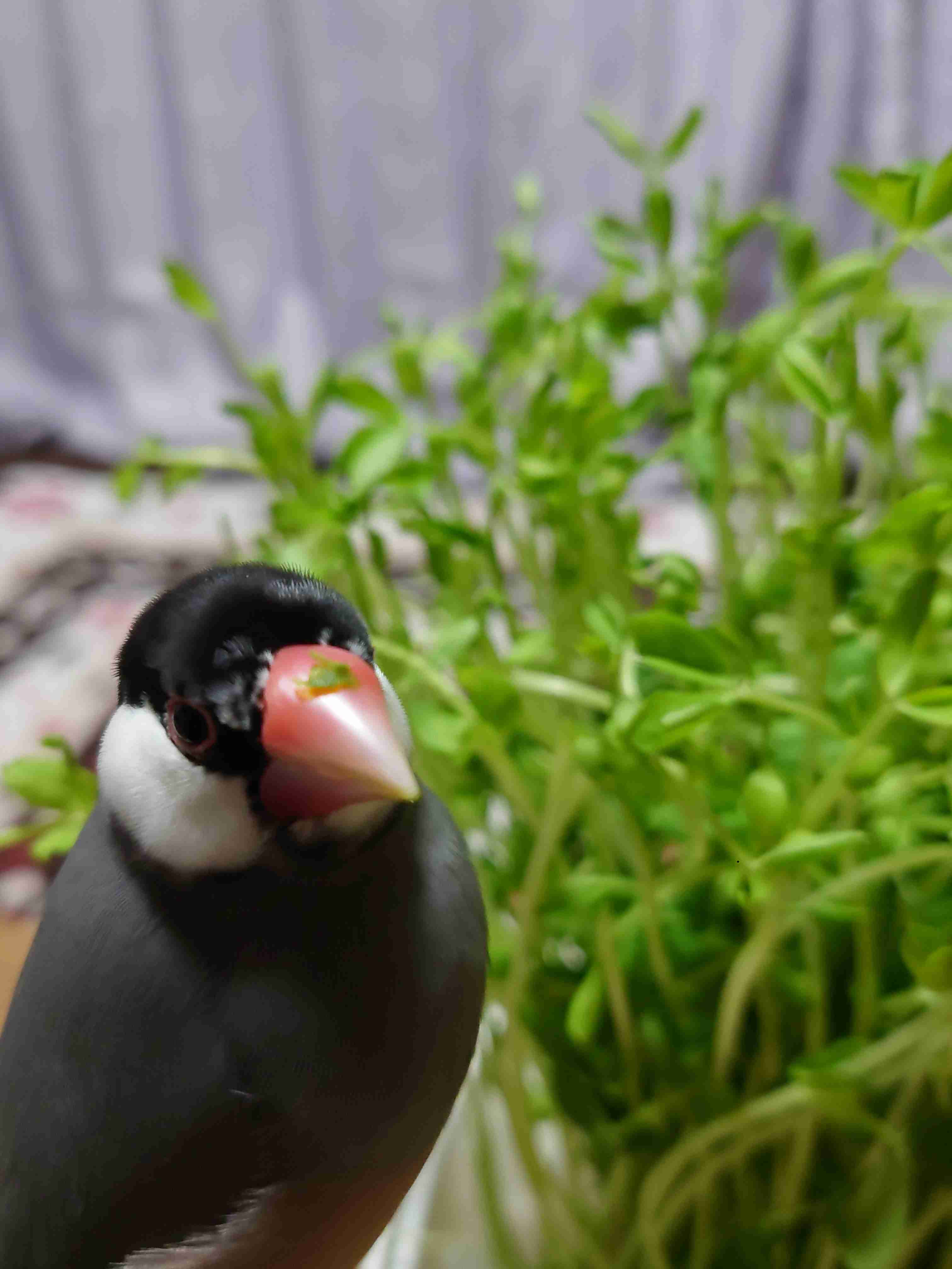 愛鳥週間🦜
