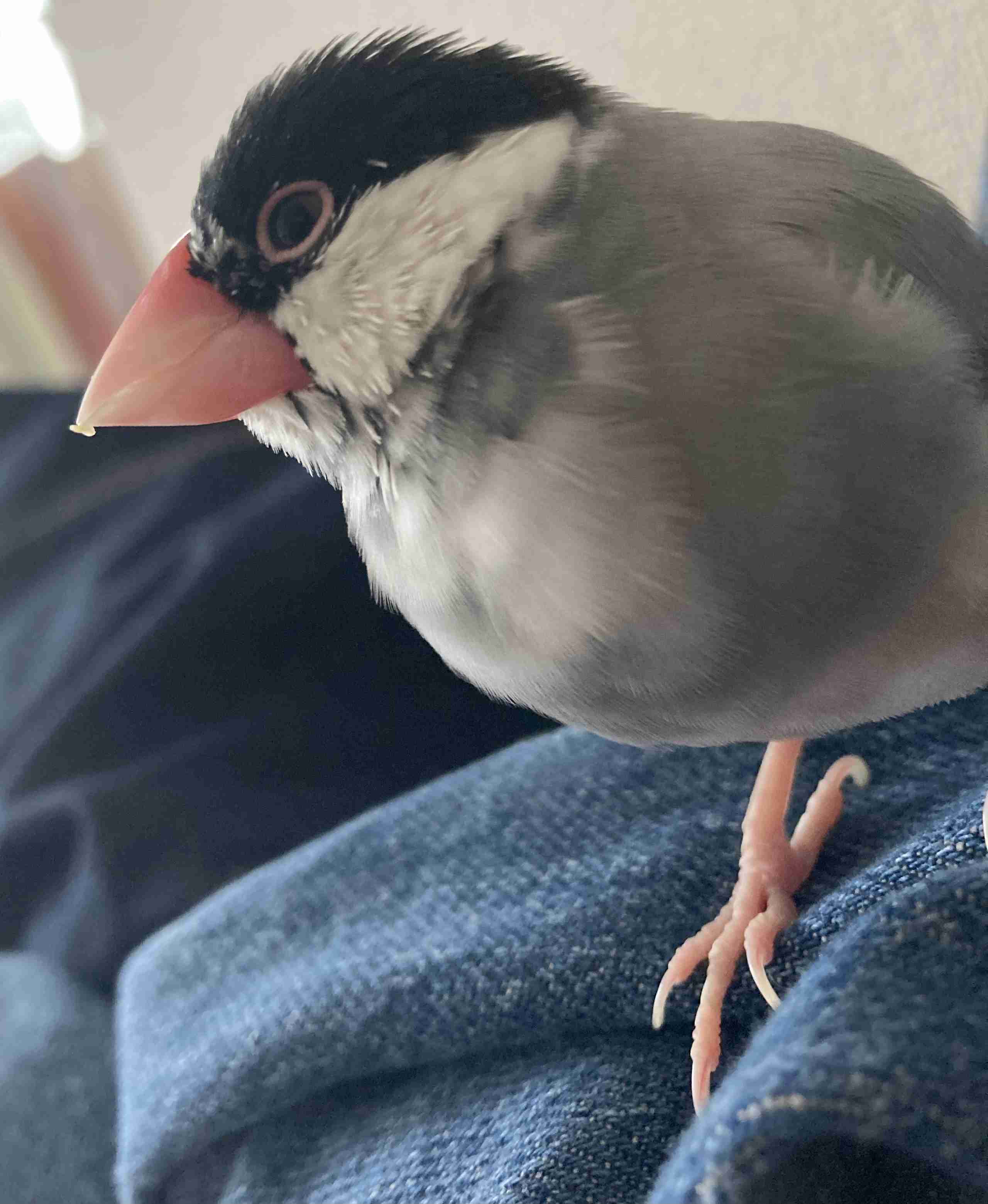 愛鳥週間🦜