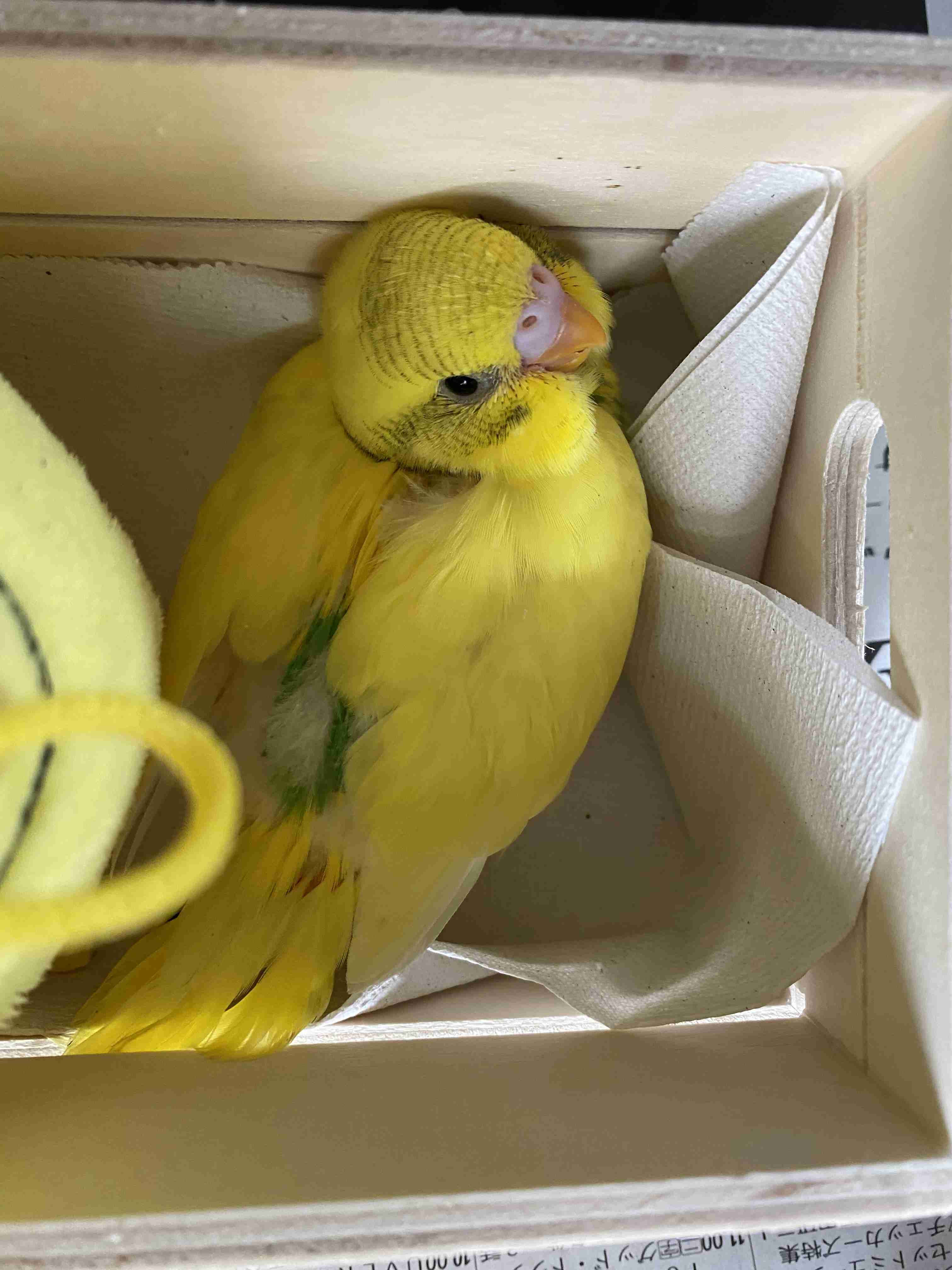愛鳥週間🦜
