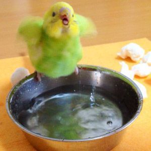 愛鳥週間🦜