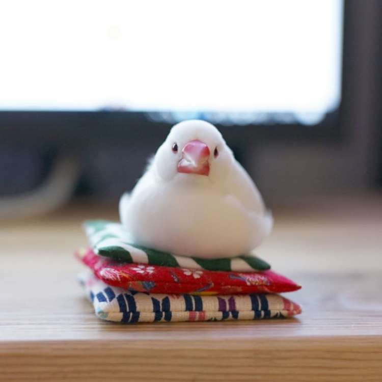 愛鳥週間🦜