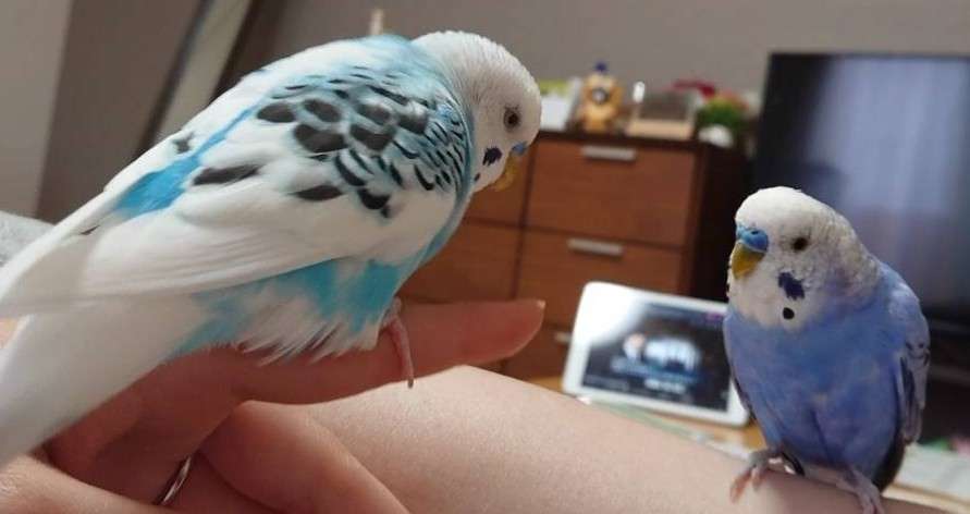 愛鳥週間🦜