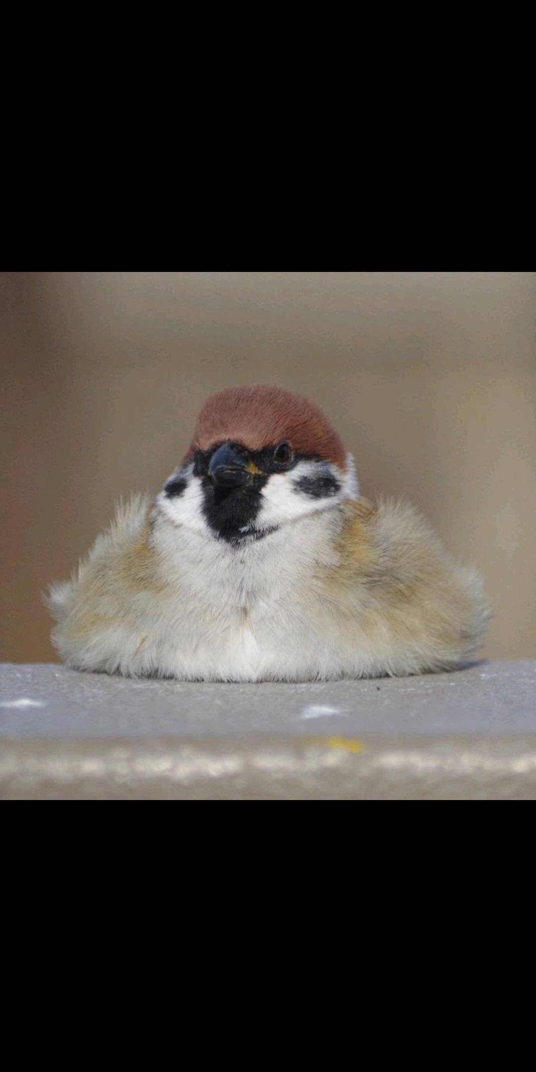 愛鳥週間🦜