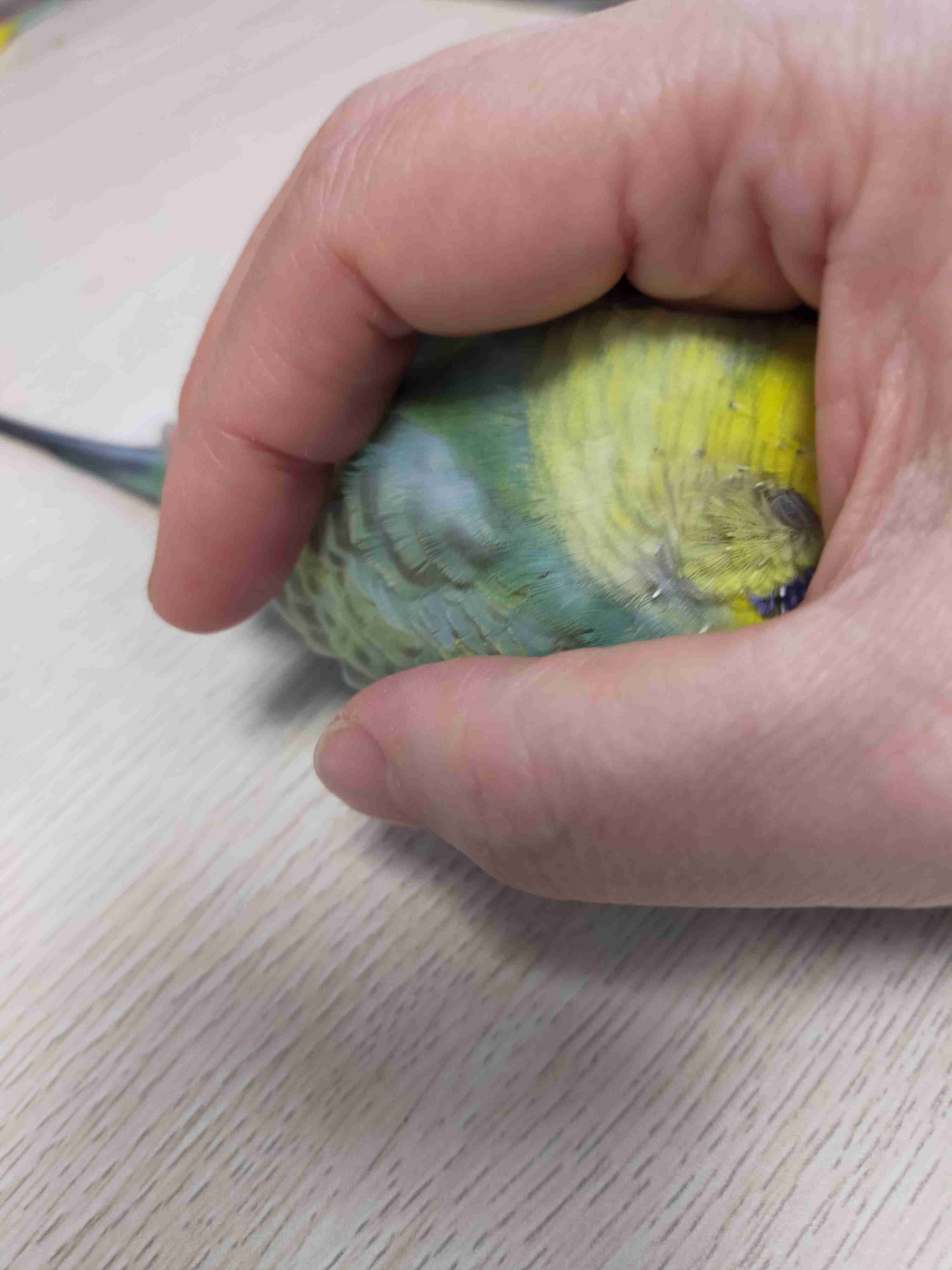 愛鳥週間🦜