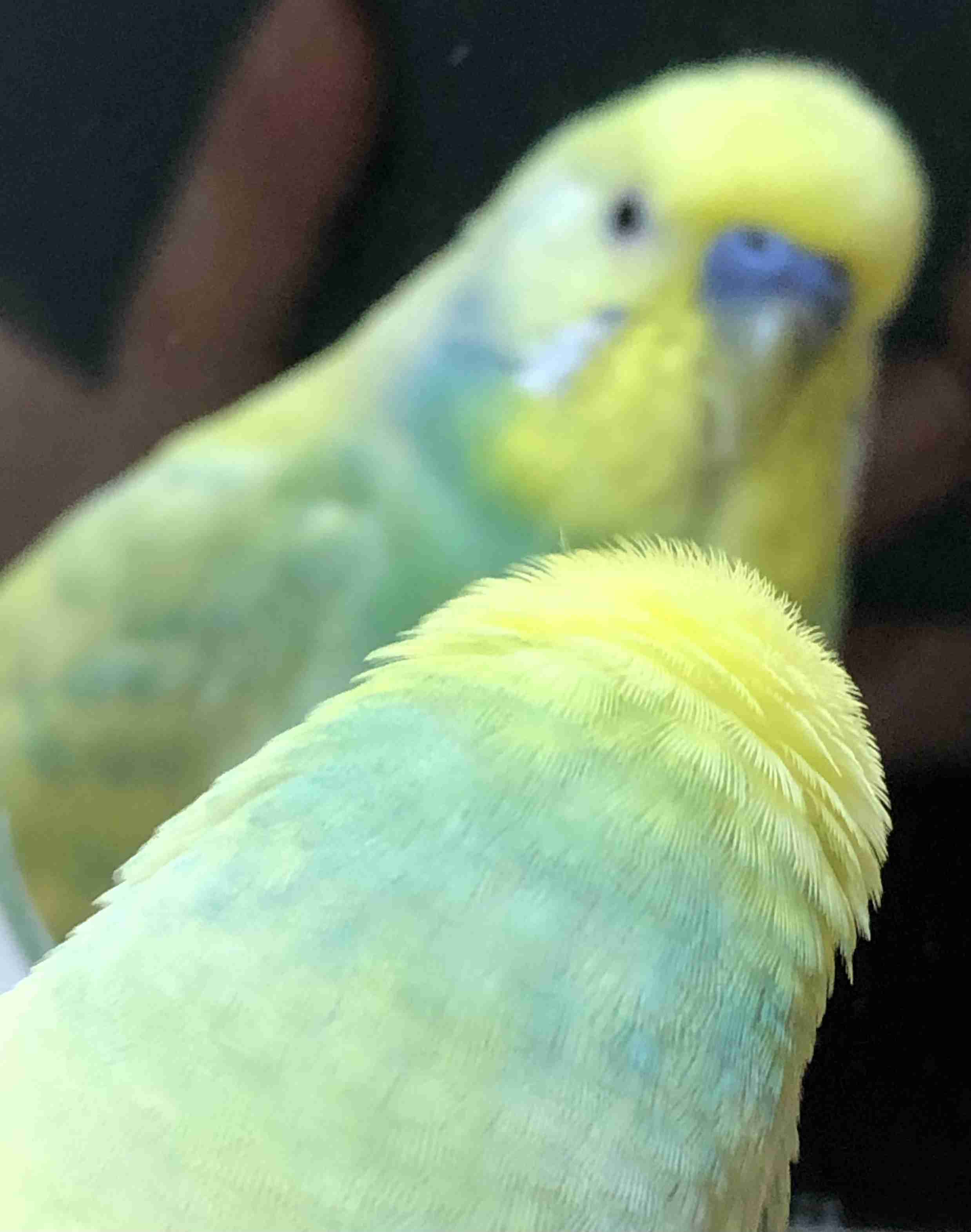 愛鳥週間🦜