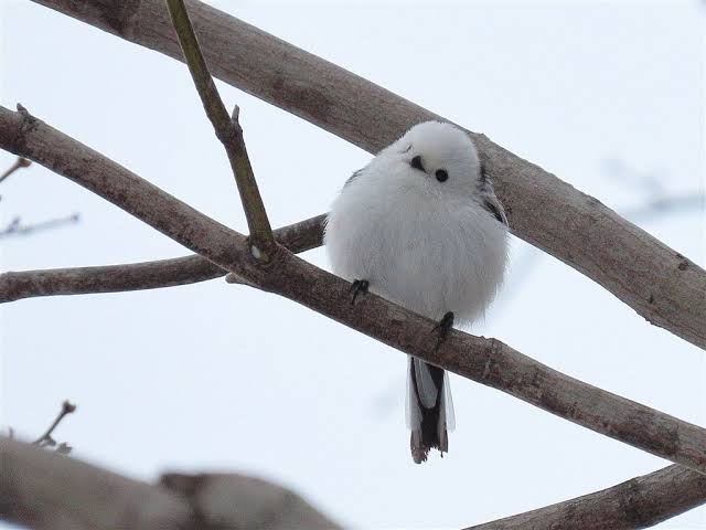 愛鳥週間🦜