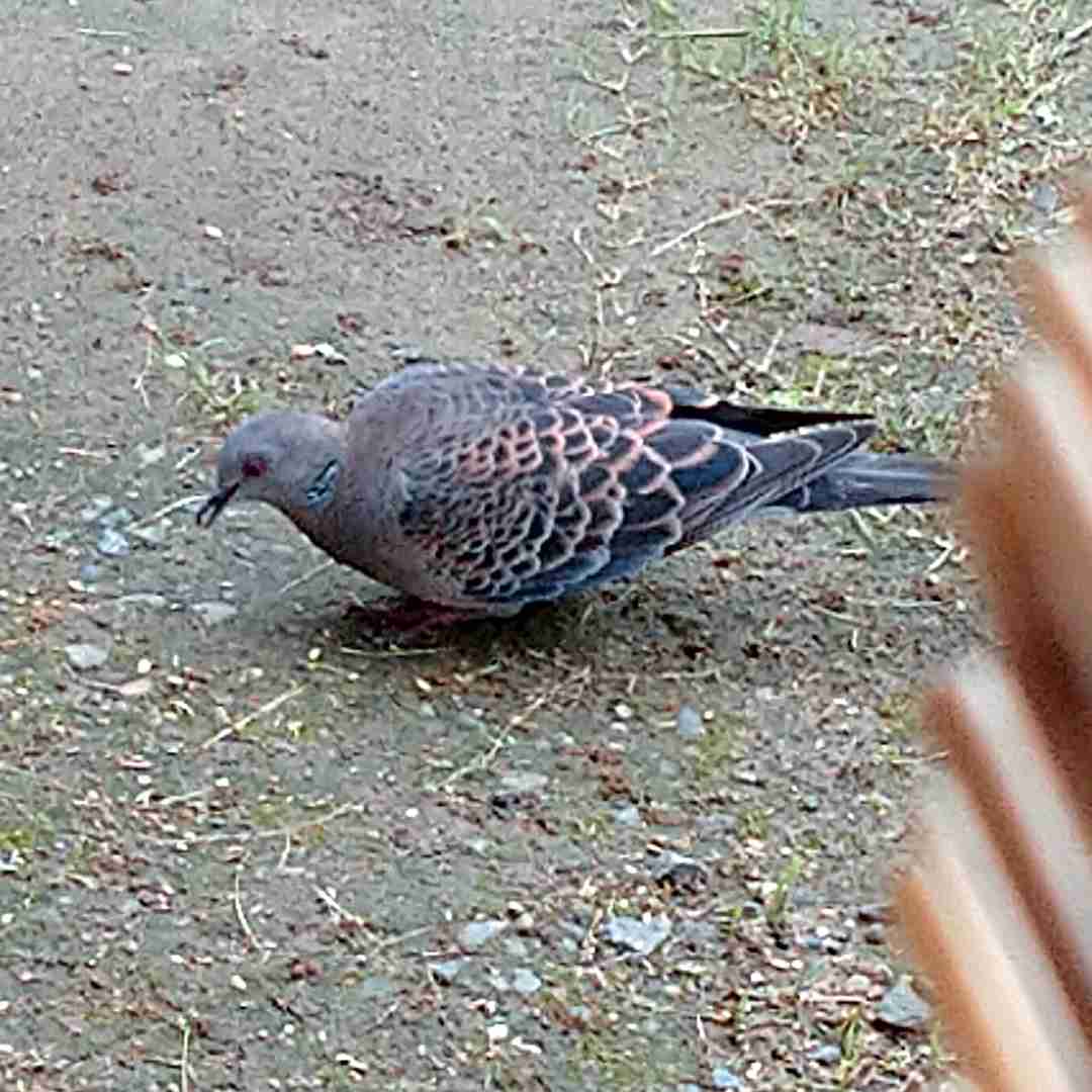 愛鳥週間🦜