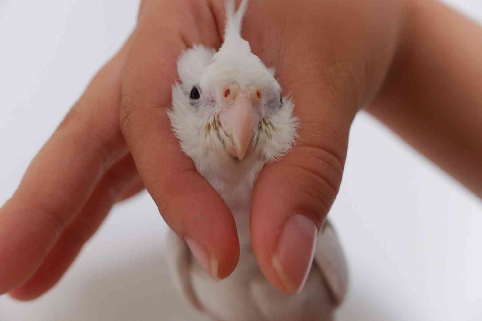 愛鳥週間🦜
