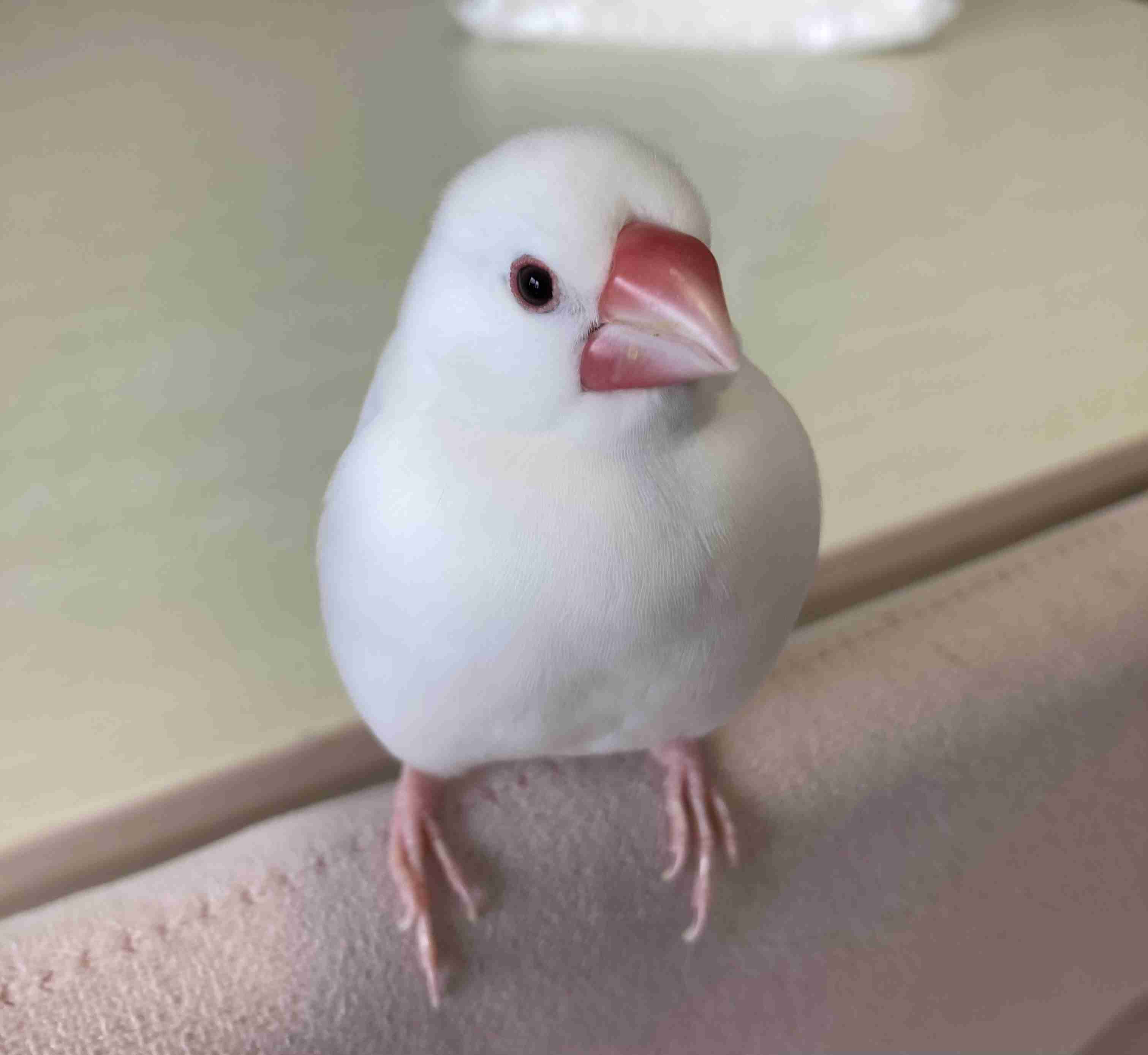 愛鳥週間🦜