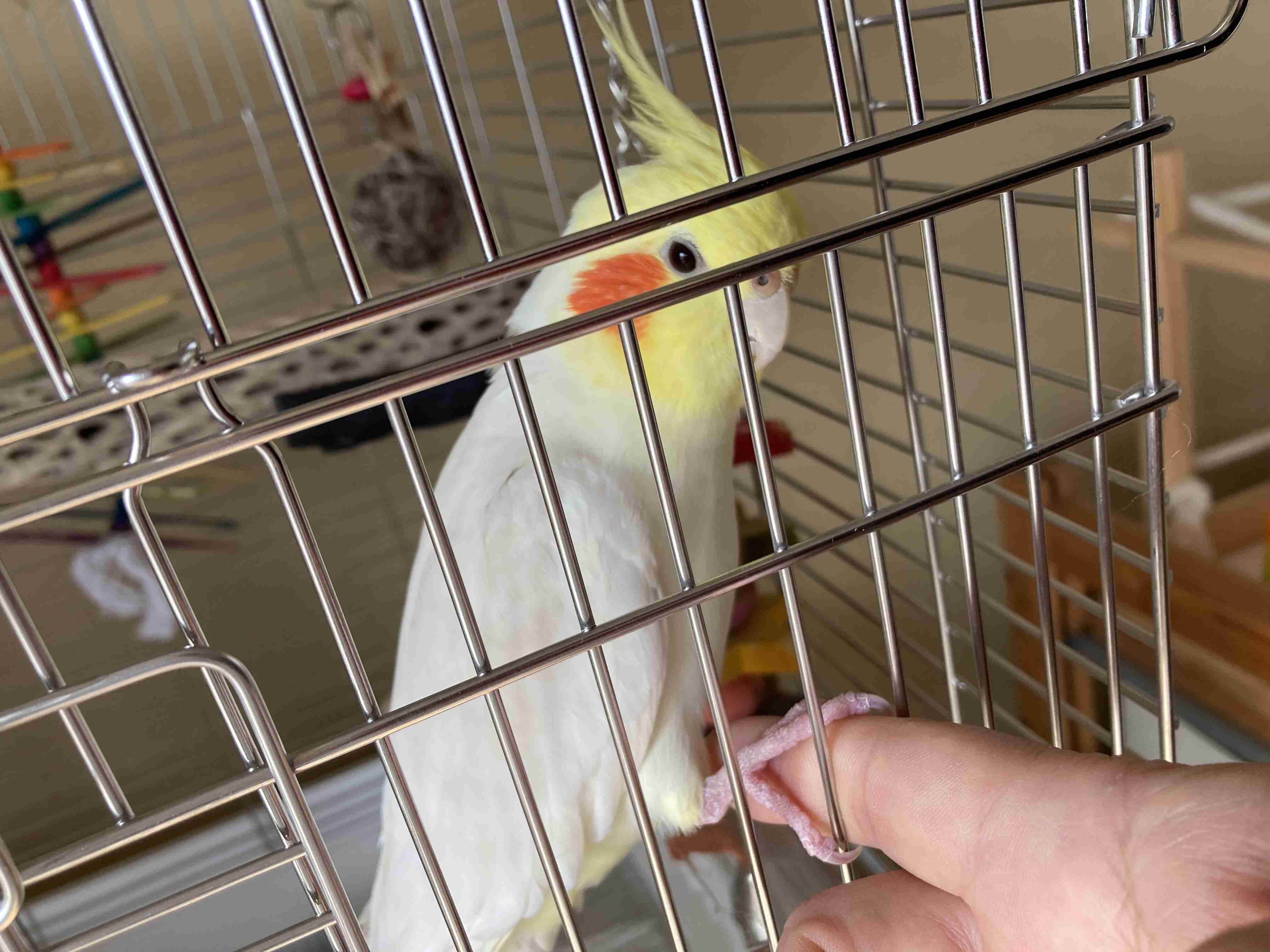 愛鳥週間🦜