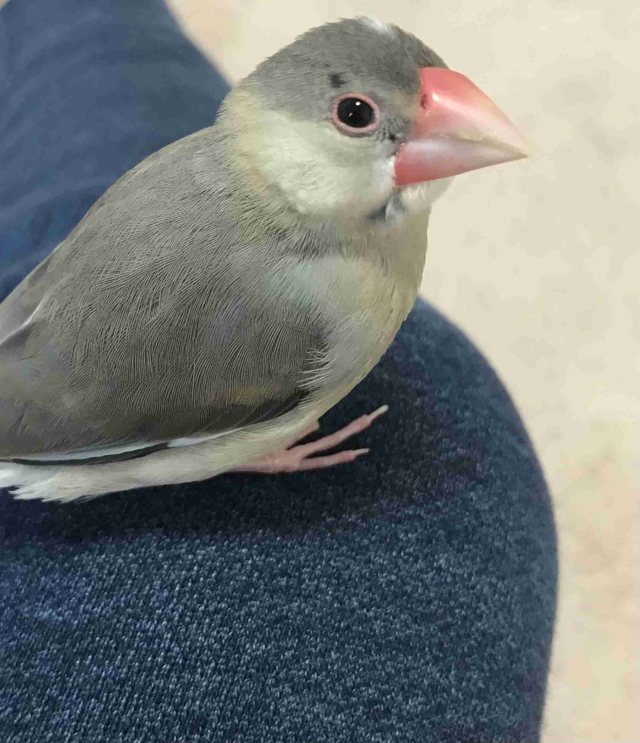 愛鳥週間🦜