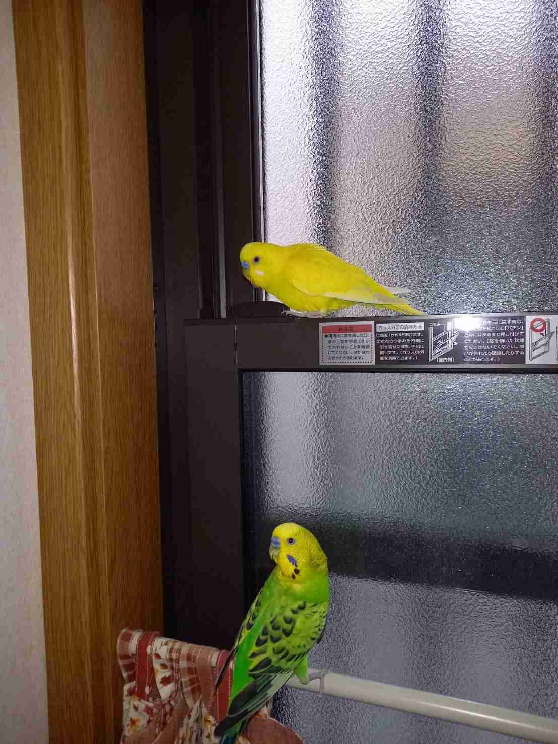 愛鳥週間🦜