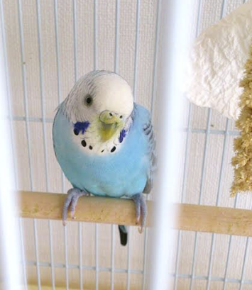 愛鳥週間🦜