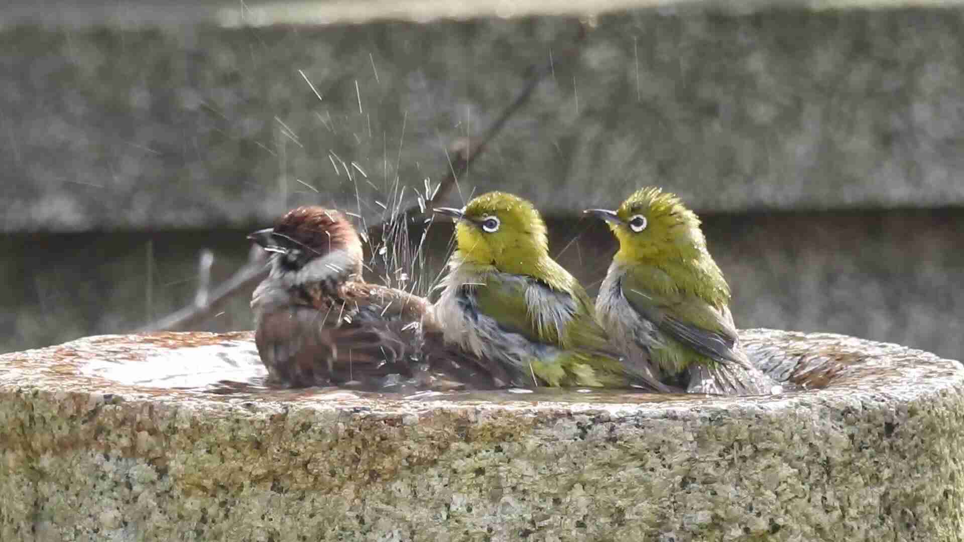愛鳥週間🦜