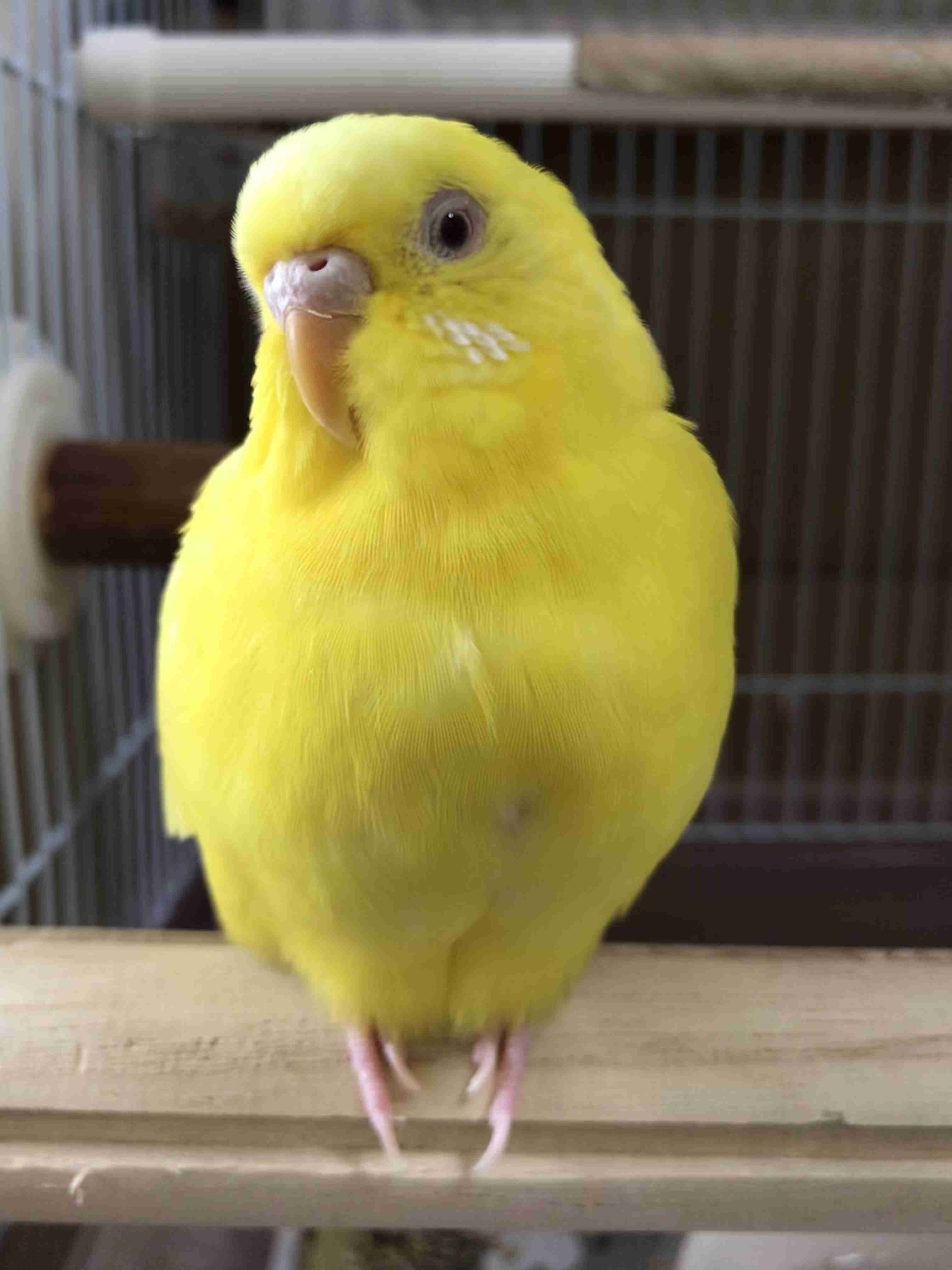 愛鳥週間🦜