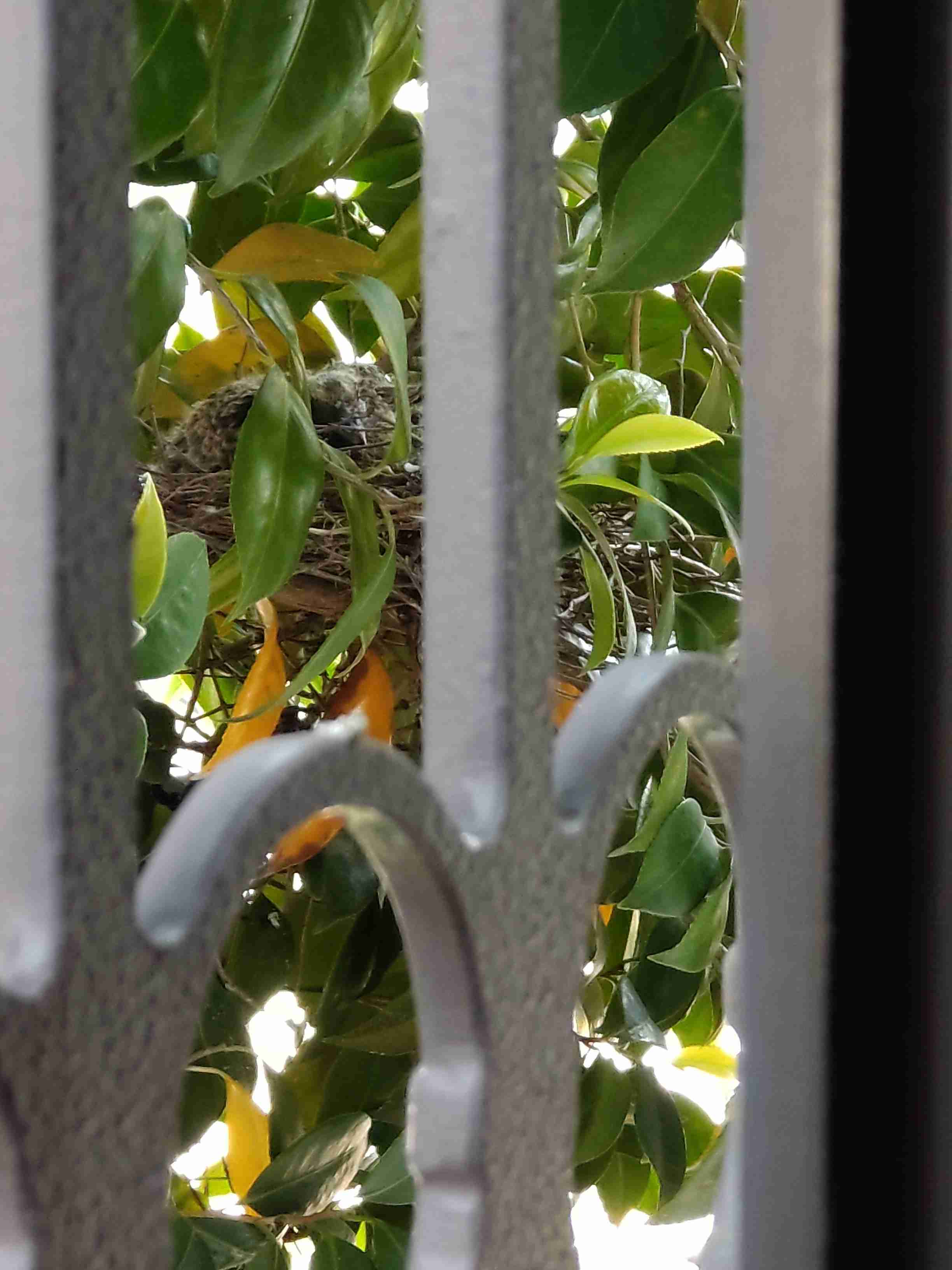愛鳥週間🦜