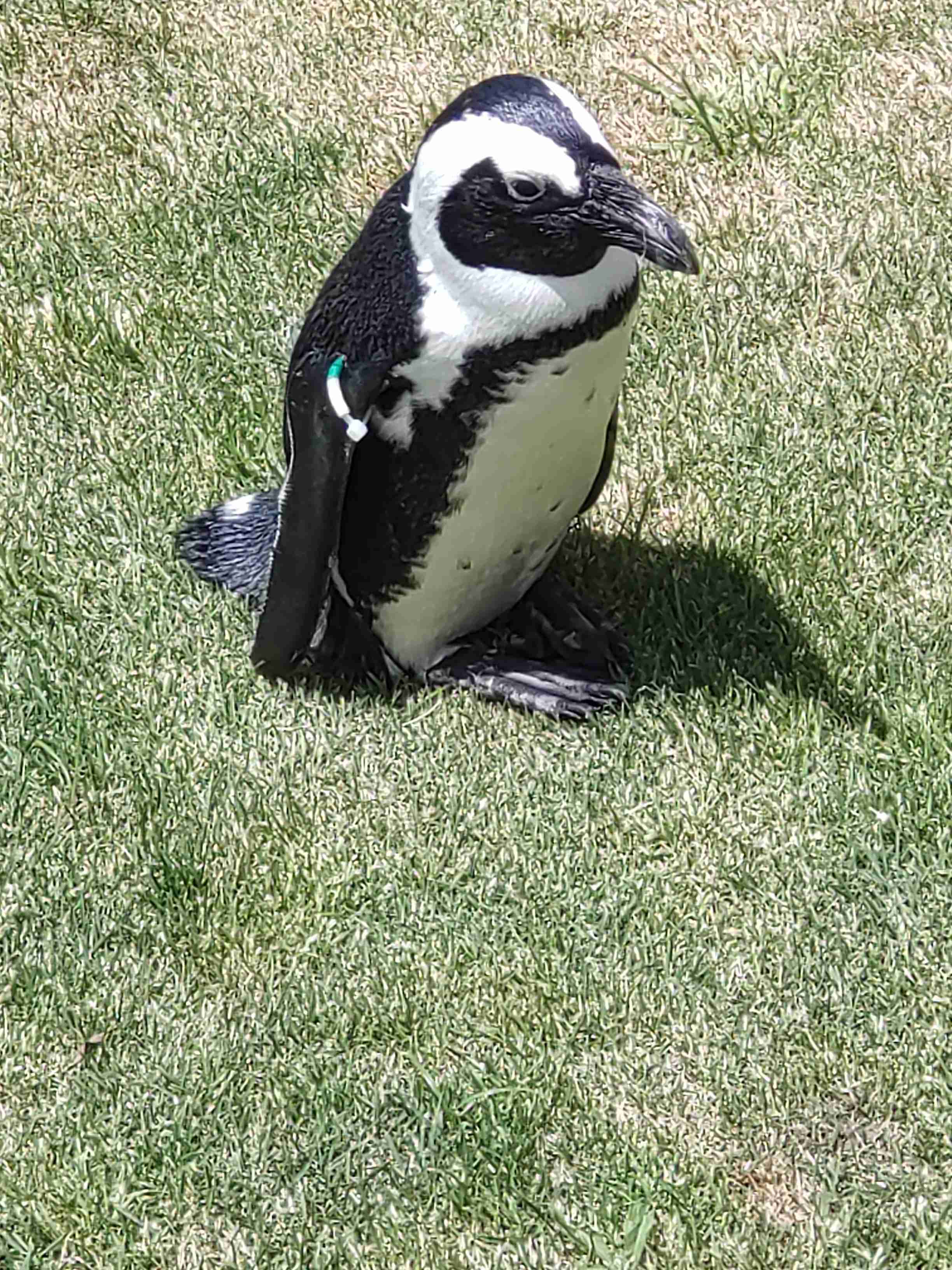 愛鳥週間🦜