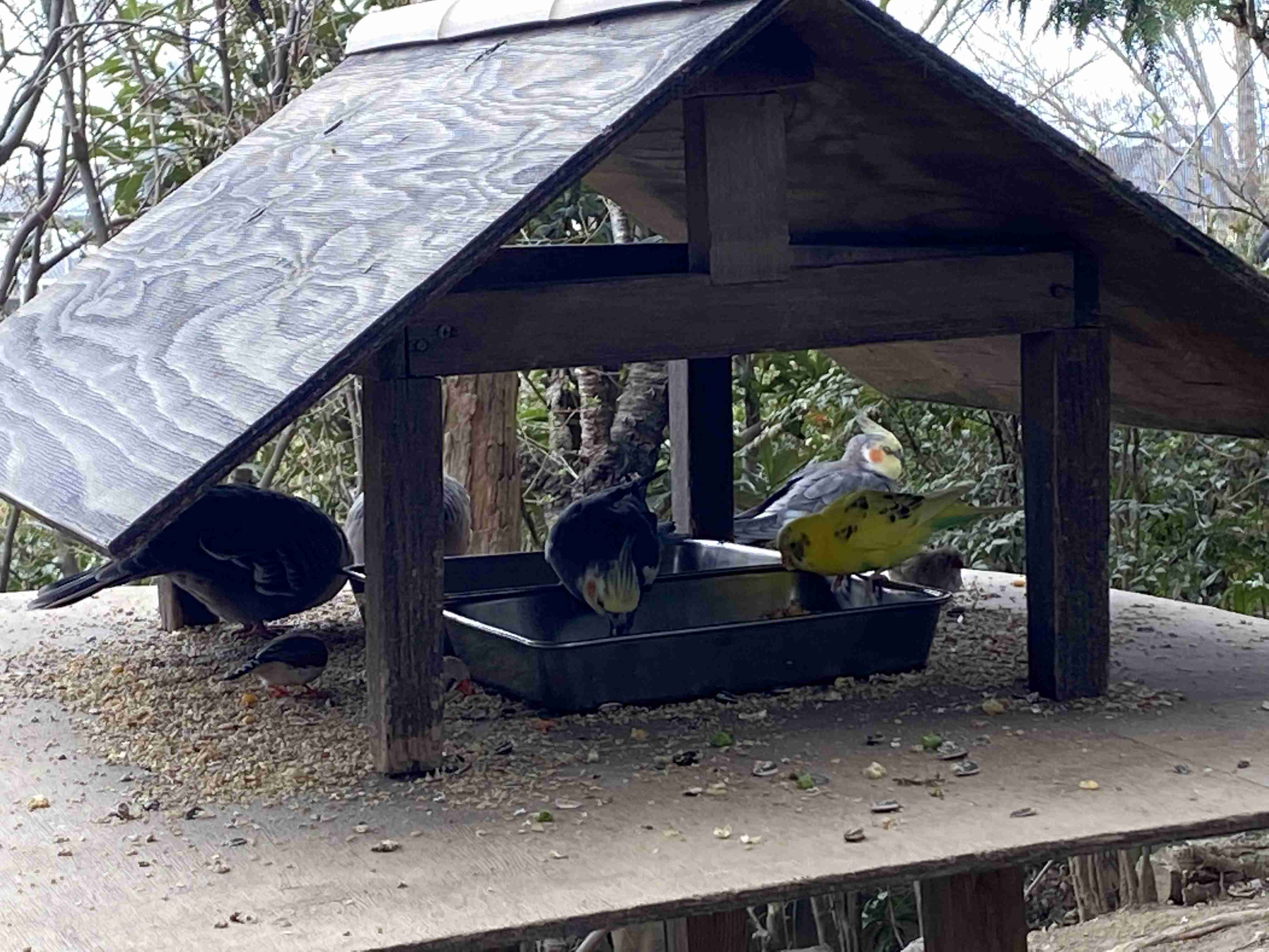 愛鳥週間🦜