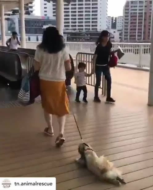 リードなしで犬の散歩→通行人にけがさせたら、飼い主の法的責任は？　弁護士に聞く