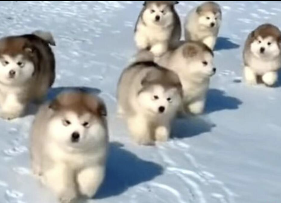 リードなしで犬の散歩→通行人にけがさせたら、飼い主の法的責任は？　弁護士に聞く