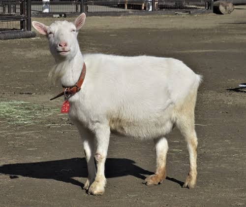 スギちゃん口調で喋ろうぜぇ～！【part72】