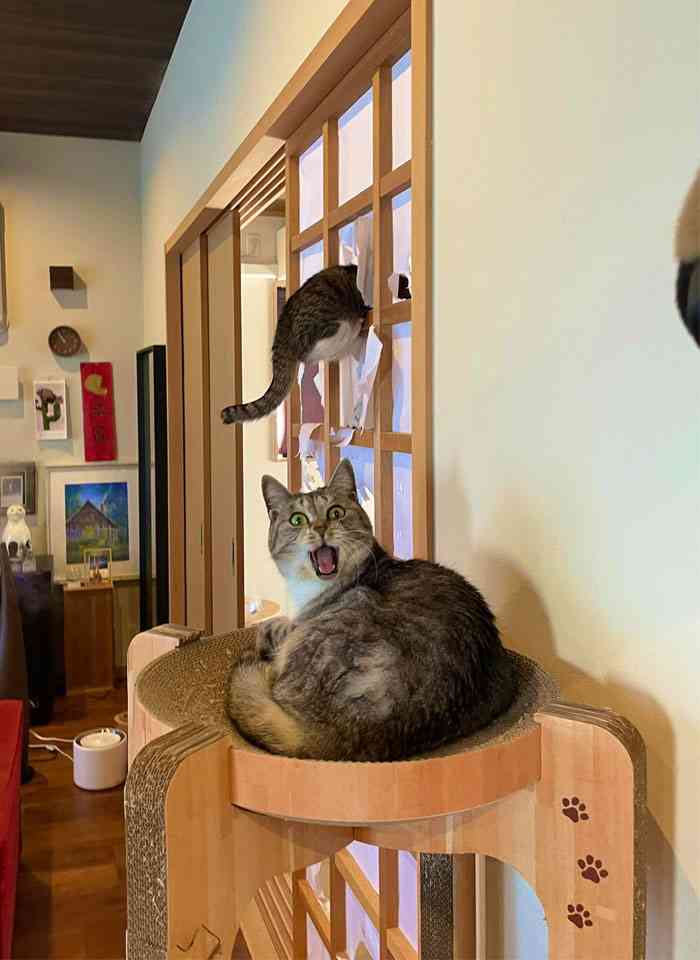 情報量が多い画像を貼るトピ